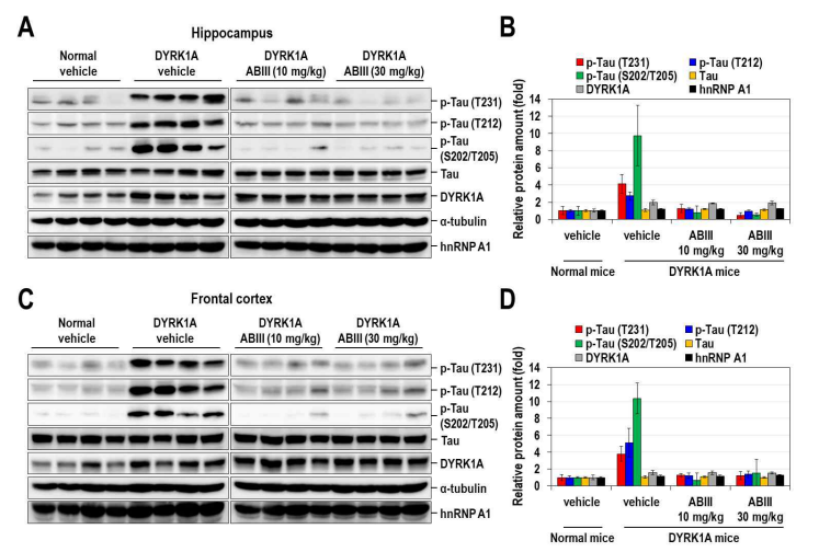 DYRK1A TG 마우스에 약물 경구 투여후 뇌의 해마와 피질에서의 Tau 인산화 억제효능