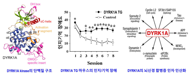 DYRK1A kinase의 뇌신경 합병증 관련성