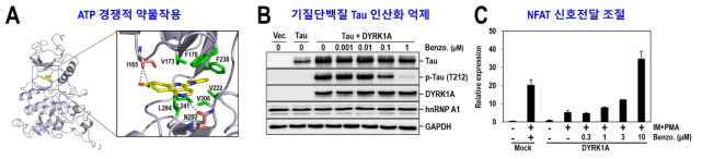 세포기반 다양한 DYRK1A 효능평가법 확립 및 이를 활용한 약물 효능평가