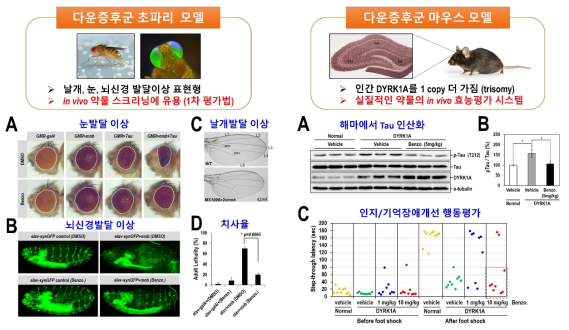 다운증후군 초파리 및 마우스모델 확립 및 이를 활용한 in vivo 약효평가