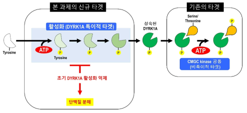 DYRK1A의 특이적인 활성화 및 이의 억제에 따른 단백질 분해