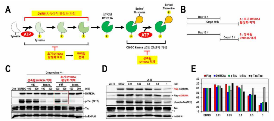 L1-06번 화합물의 DYRK1A 단백질 발현 감소효과
