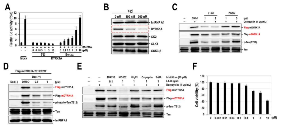 L1-06번 화합물에 의한 DYRK1A 단백질 감소 효능 수준 및 기전 연구