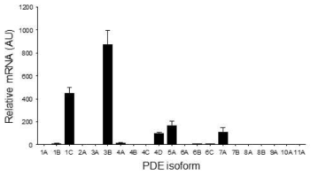 비만세포 PDE 아이소폼 발현 프로파일