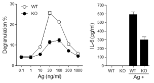 PDE3B 유전자 결실 비만세포에서 탈과립과 사이토카인 분비 변화