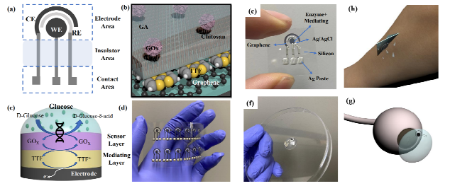 (a) 전기화학식 글루코스 센서 (b) 글루코스 센서 단면도 ©(c) 글루코스 센서의 센싱 메커니즘 (d,e) 전인쇄형 유연 글루코스 센서 (f,g) 컨택트렌즈형 글루코스 센서