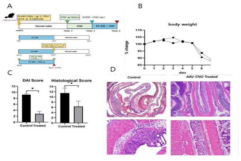 A, DREADD virus 동물실험 모델 개요 (B), 장염 동물모델에서 DREADD 신경 활성에 따른 체중변화 (C) 장염 동물모델에서 DREADD 신경 활성에 따른 질병활성도 (D)장염 동물모델에서 DREADD 신경 활성에 따른 조직 평가