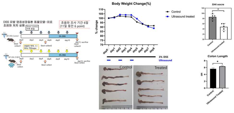 염증성장질환(궤양성 대장염) 동물모델에서의 초음파 처치 실험 개요 및 결과