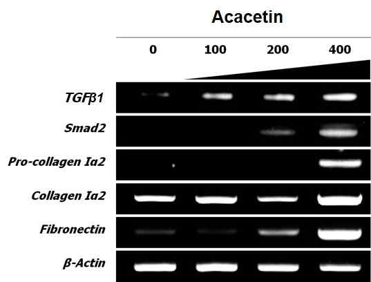Acacetin 처리에 의한 TGFβ1 신호전달체계의 발현