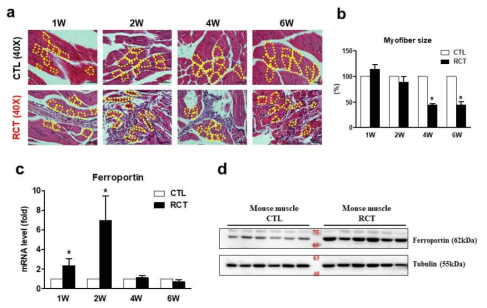 Mouse RCT 이후 근감소 및 ferroportin 발현변화 (W:주)
