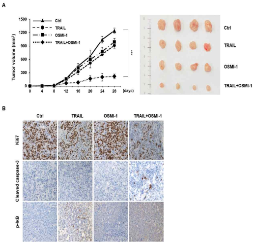 P53 신호기전 활성에 따른 대장암세포 성장 억제