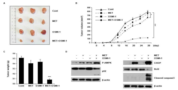 HCT116 대장암세포에서 metformin과 OSMI-1의 병용 치료에 의한 이종이식 종양의 성장 및 세포사멸 억제