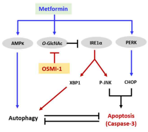 Metformin과 OSMI-1의 병용 치료 후 항암 활동에 대한 제안된 신호 경로