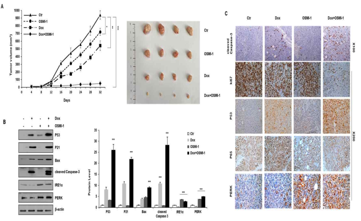 P53 신호 기전 활성에 따른 간암 세포 성장 억제
