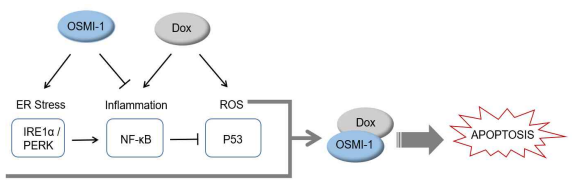 DOX 및 OSMI-1과의 병용 치료 후 항암 활동에 대한 제안된 신호 경로