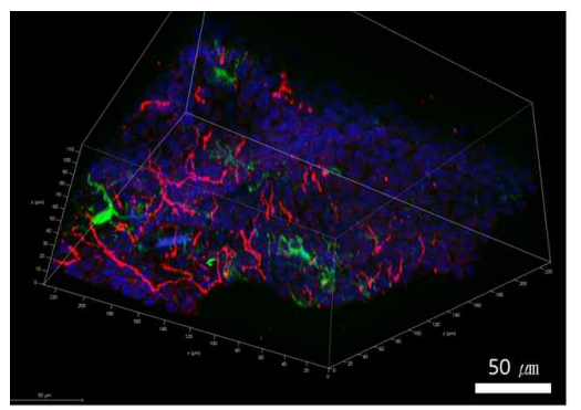 정상 사람피부에서의 멜라닌세포 (초록색), 표피 내 신경다발 (붉은색)의 3차원 영상화, Bar = 50 ㎛