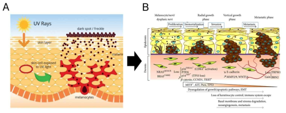(A) 사람 피부 멜라닌세포의 개략적 구조 및 기능, (B) 정상 멜라닌세포의 피부암 변화 과정
