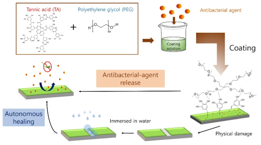 acid/polyethylene (TA/PEG)와 수소 결합 복합물을 이용한 자가치유능 항균박막 형성의 모식도