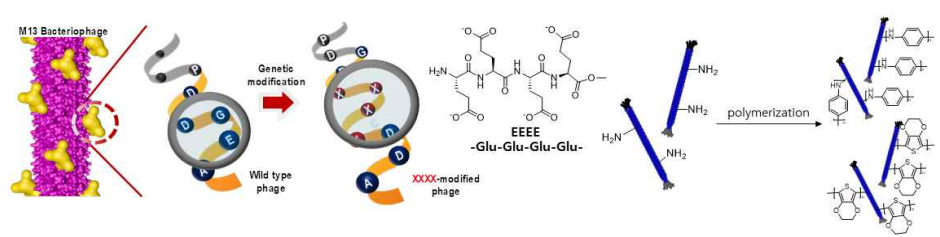 Genetic engineering을 통한 M13 bacteriophage 표면 개질 및 전도성고분자와의 결합 모식도