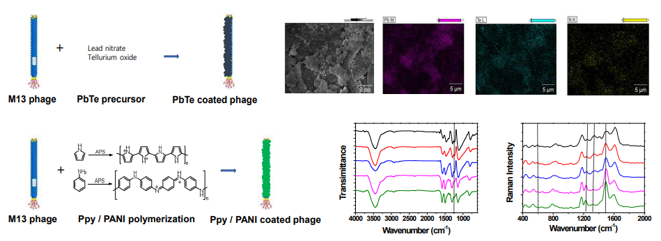 M13 bacteriophage/열전소재 복합 나노구조체의 최적 합성법 분석
