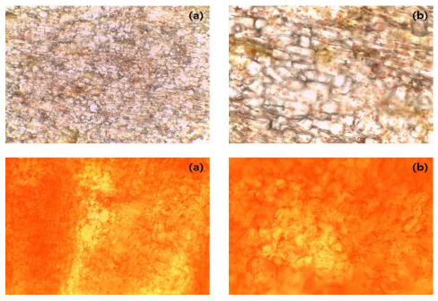 현미경으로 관찰한 당근 표면 (a)×4, (b)×10