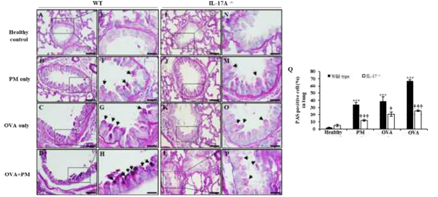 미세먼지 흡입으로 인해 손상된 폐 조직에서 IL-17A 결손으로 인한 점액 분비 및 술잔세포 과증식 억제 (*: 대조군과 비교하여 증가, †: Wild type과 비교하여 감소 †: p<0.05, ***,†††: p<0.005)