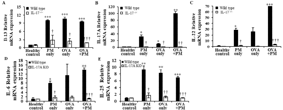 미세먼지 흡입으로 인해 손상된 폐 조직에서 IL-17A 결손으로 인한 Th2/Th17 세포 자극의 억제 (*: 대조군과 비교하여 증가, †: Wild type과 비교하여 감소 *,†: p<0.05, **,††: p<0.01, ***,†††: p<0.005)