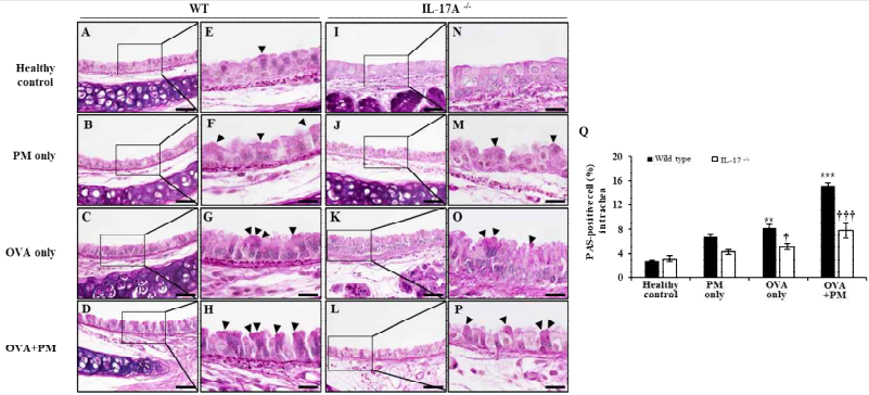 미세먼지 흡입으로 인해 손상된 기관 조직에서 IL-17A 결손으로 인한 점액 분비 및 술잔세포과증식 억제 (*: 대조군과 비교하여 증가, †: Wild type과 비교하여 감소 †: p<0.05, **: p<0.01, ***,†††: p<0.005)