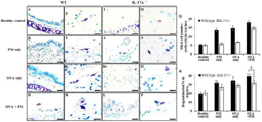 미세먼지 흡입으로 인해 손상된 기관 조직에서 IL-17A 결손으로 인한 비만세포 침윤 및 탈과립화억제 (*: 대조군과 비교하여 증가, †: Wild type과 비교하여 감소 *,†: p<0.05, **: p<0.01, ***,†††: p<0.005)