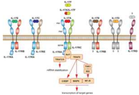 IL-17 cytokine family