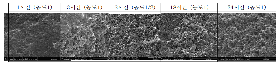 전도성 고분자 합성 시간, 농도별 SEM 이미지