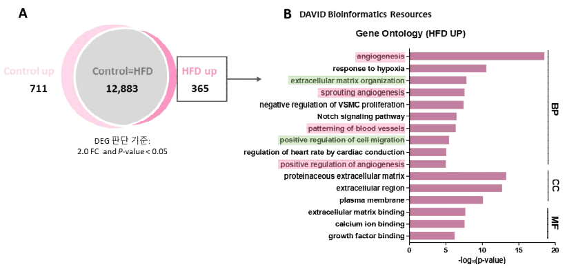 고지방 식이 (HFD) 마우스와 정상마우스 망막조직의 RNA 전사체 분석결과. 고지방 식이에 노출된 조직에서 혈관신생, 혈관리모델링, 혈관신생과 관련한 유전자 발현이 증가한다는 것 을 확인하였음