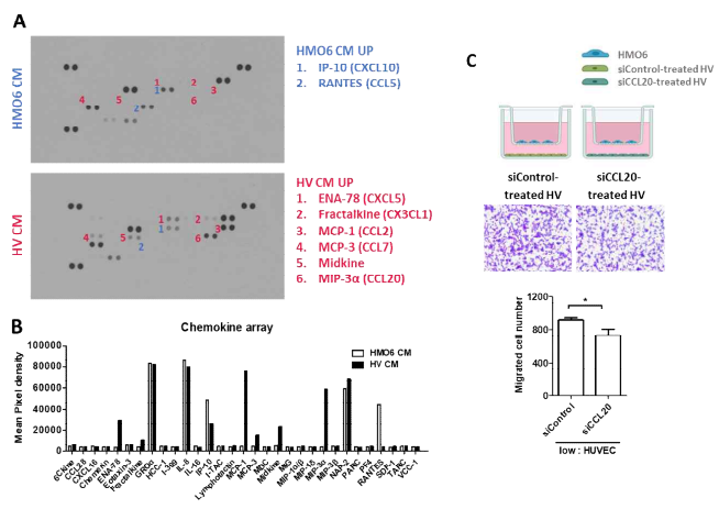 미세교 세포(HMO6)와 혈관 내피세포 (HV) 세포 배양액 내 단백질 array분석. B) A의 정량적 분석 결과. C) CCL20을 knockdown한 혈관내피세포와 미세교세포의 공동 배양 조건에서 미세교세포의 이동성이 혈관내피세포 CCL20에 의해 나타남을 확인하였음