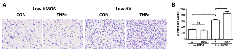 미세교세포(HMO6)를 Transwell 상단에 배양하고, 하단에 미세교세포와 혈관내피세포(HV)를 공동배양하는 조건에서 염증유발인자 TNF-α 투여에 의한 상단 미세교세포의 이동성 분 석 결과. TNF-α에 의해 자극된 혈관내피세포는 미세교세포의 이동성을 촉진한다는 것을 확인함