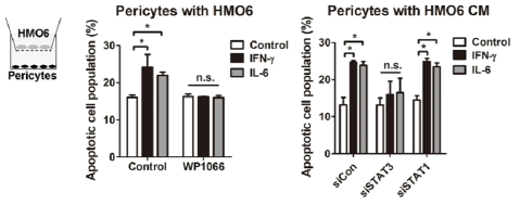 미세교세포(HMO6)를 Transwell 상단에 배양하고, 하단에 혈관주변세포(pericytes)를 공동배양하는 조건에서 염증유발인자 IL-6, IFN-γ 투여에 의한 혈관주변세포 세포사멸 분석결과. IL-6, IFN-γ는 미세교세포의 STAT3 신호전달을 통해 혈관주변세포의 세포사멸을 촉진한다는 것을 확인함