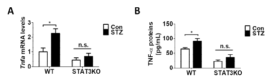 미세교세포 특이적 STAT3 유전자 결손(STAT3 KO) 마우스에 당뇨(STZ)를 유발함. (A) 망막조직 TNF-α mRNA 발현 분석. (B) 망막조직 TNF-α 단백질 발현 분석