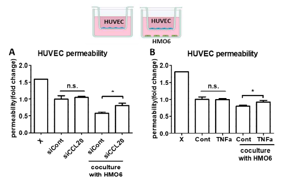 혈관내피세포 단일세포층을 통한 혈관투과도 분석. (A) 미세교세포 이동성에 관여하는 CCL20 knockdown (siCCL20) 조건에서 혈관투과도 변화 확인. (B) 미세교세포를 자극하는 TNF-α 처리 후 혈관투과도 변화 확인