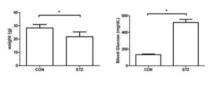 Streptozotocin 투여 3개월 후 몸무게(좌)와 혈당(우) 변화 확인