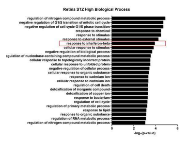 당뇨유발 망막조직의 RNA sequencing 분석 결과