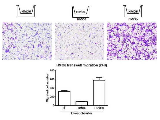 미세교세포(HMO6)와 혈관내피세포(HUVEC)의 공동배양 조건에서 미세교세포의 이동성 분석