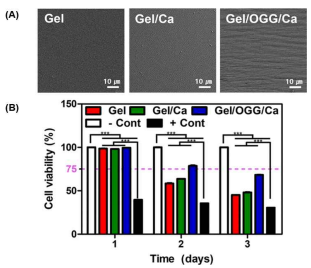 (A)제작한 스캐폴드의 표면 SEM 이미지 (B) 스캐폴드의 독성 평가