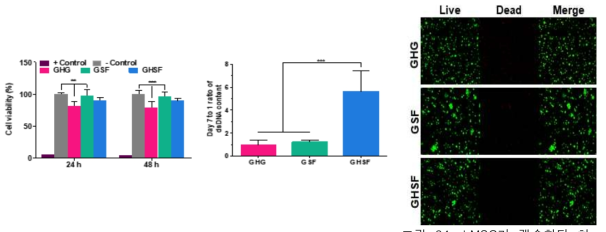 hMSC가 캡슐화된 하그림 32. 각 하이드로겔에서 그림 33. 각 하이드로겔에서 이드로겔에서 세포 생존/사멸 확NIH3T3 세포의 세포독성 평가 hMSC의 7일째 DNA양 평가 인