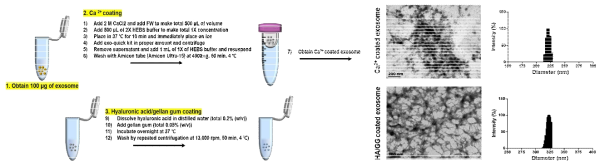 엑소좀 코팅 방법 및 이를 통해 얻은 엑소좀의 TEM사진과 DLS 결과