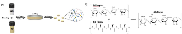 GG와 GG-SF 하이드로겔의 (A) 제작 모식도 (B) 화학 구조