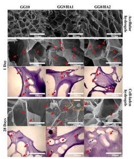 GG/HA 하이드로겔의 세포가 파종된 하이드로겔의 SEM 과 H&E 염색 결과