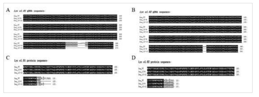 토마토 Lyc e1.01(A)과 Lyc e1.02(B) 유전자 및 상기 두 유전자의 아미노산 서열(C  C & D-WT 대비 2개 유전자의 코딩 아미노산 서열 비교