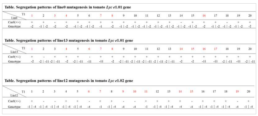 토마토 Lys1.01 유전자 교정 T1 식물들에서 변이 계통 선발 및 유전, 분리비 검토