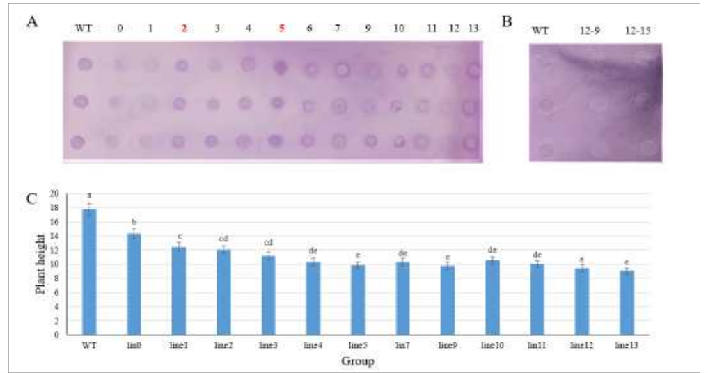 토마토 교정체[13 T0(A)와 2 T1(B)]의 타겟 Lyc e1 유전자로부터 생성된 allergy 유발 profilin 단백질의 immuno assay(A & B)와 교정체들의 식물체 초장(크기) 비교(C)