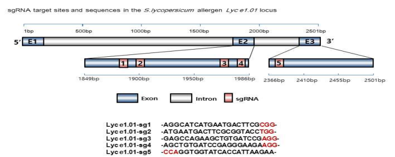 S.lycopersicum allergen Lyc e1.01 유전자좌의 sgRNA 표적 부위 및 서열