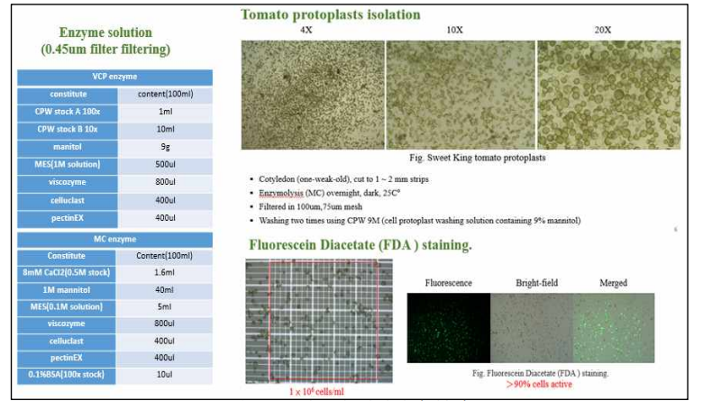 토마토의 원형질체 분리